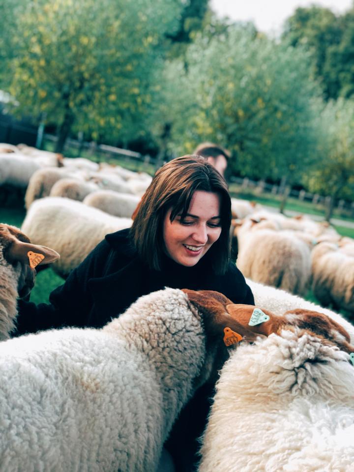 Een vrouw zit gehurkt tussen de kudde schapen.