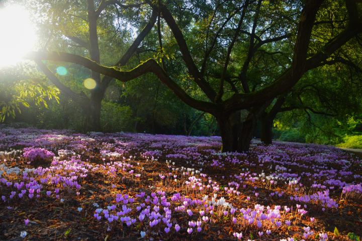 Cyclamen