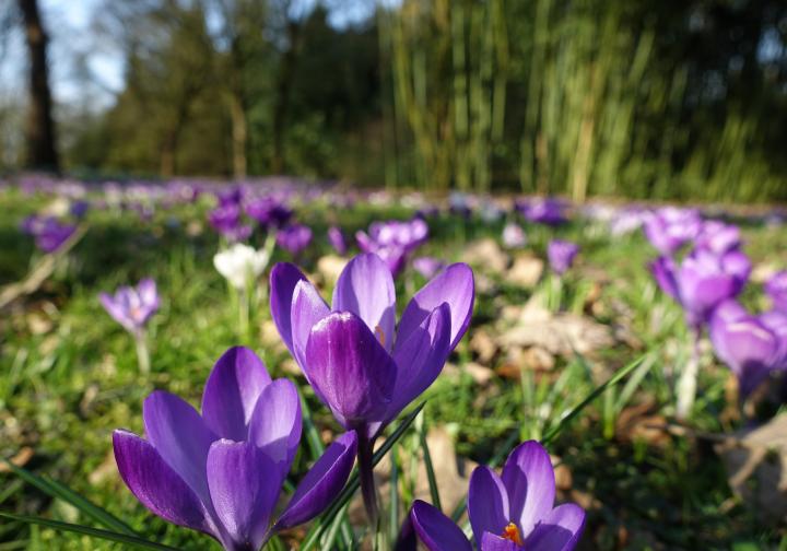 Paarse bloemen uit het Arboretum