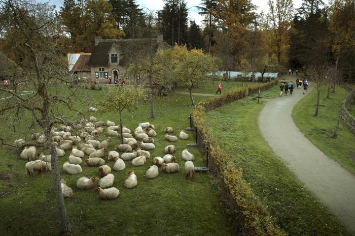 Bokrijk Run 2018