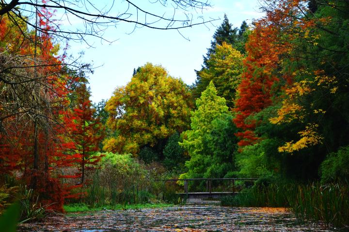 Arboretum - Bokrijk