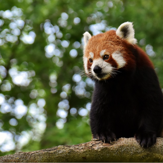 Rode panda