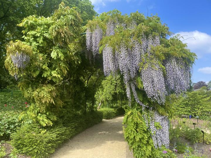 Geuren- en kleurentuin mei 2023