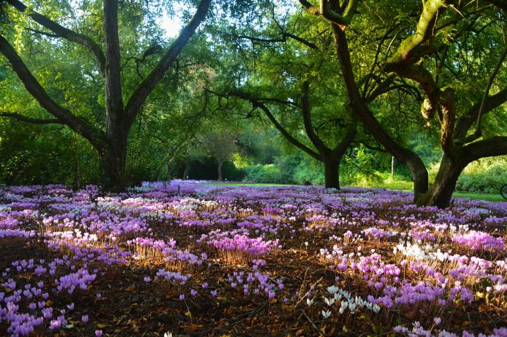 Cyclamen hederifolium