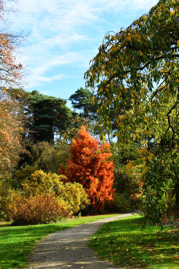 Arboretum - herfst