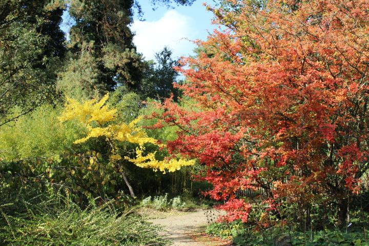 herfst in Arboretum