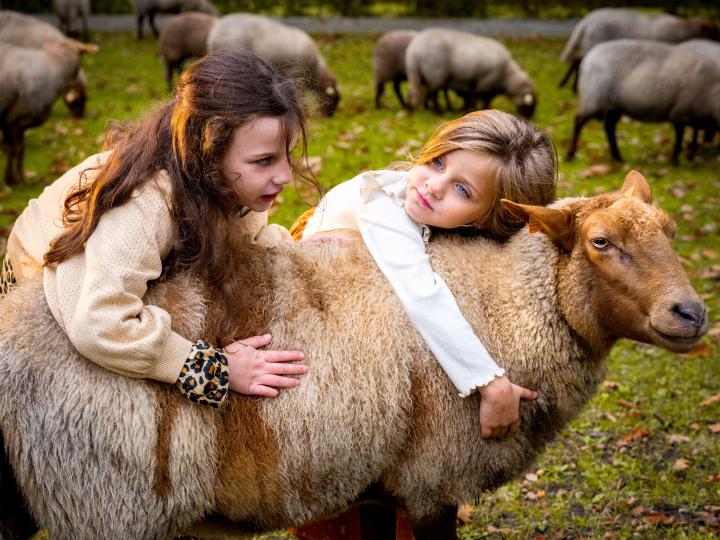 schapen herfst kinderen