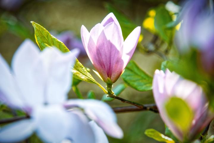 Magnolia