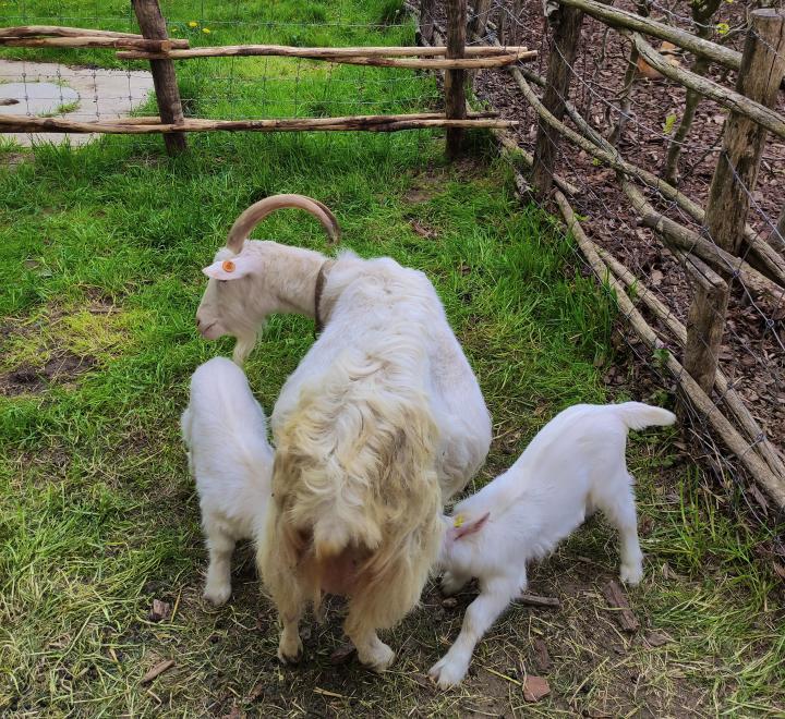 Geit met lammetjes