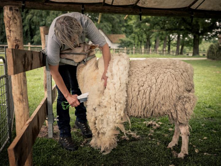 Schaapscheren - Bokrijk