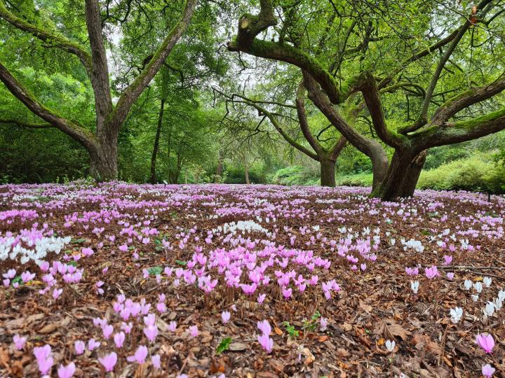 Cyclamen hederifolium in het Arboretum