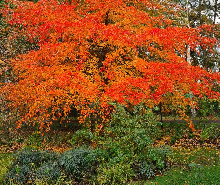 Zwarte tupeloboom in het Arboretum