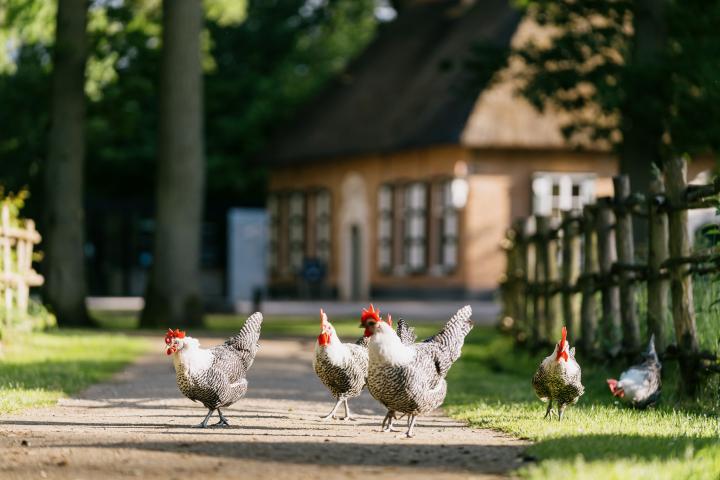 Bokrijk