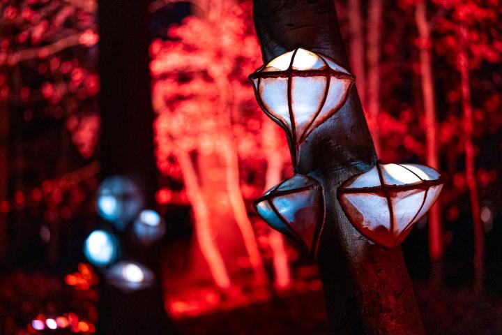 Winterlicht - Bokrijk