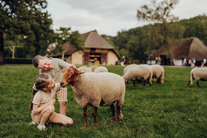 Kinderen aaien de kudde schapen