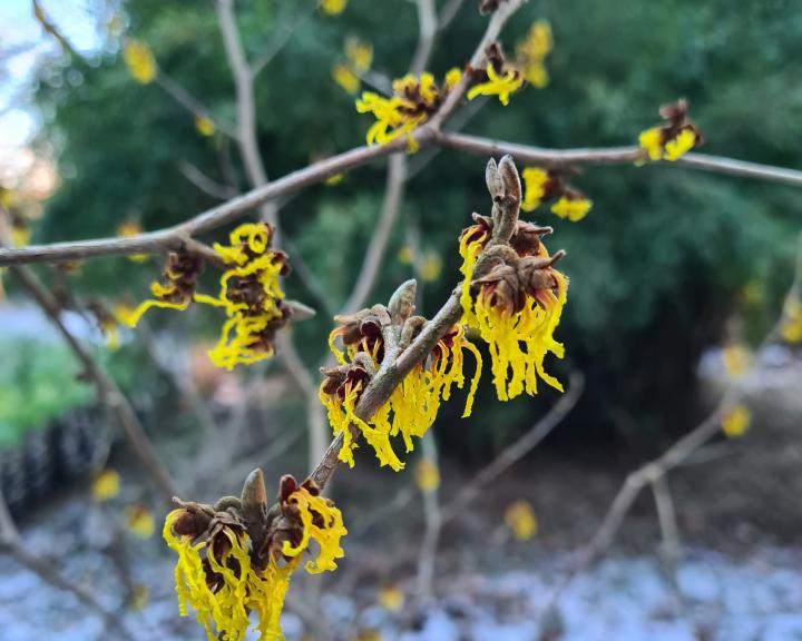 Hamamelis x intermedia 'Amanda' Arboretum