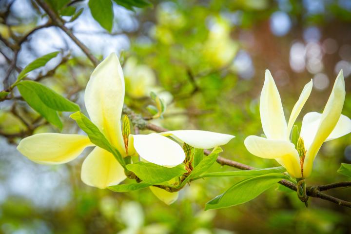 Magnolia geel