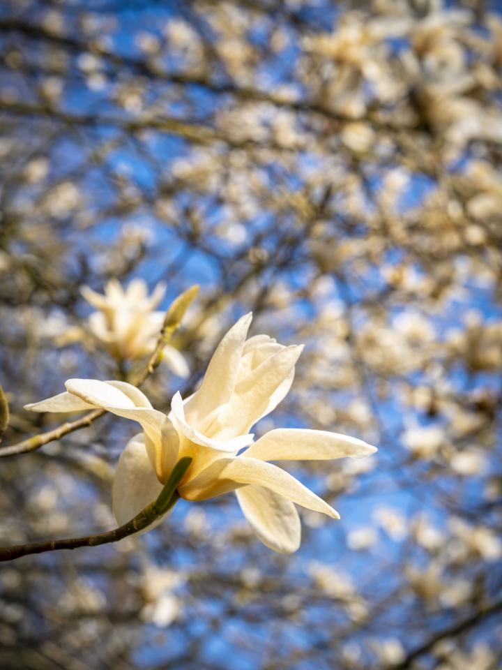 Magnolia