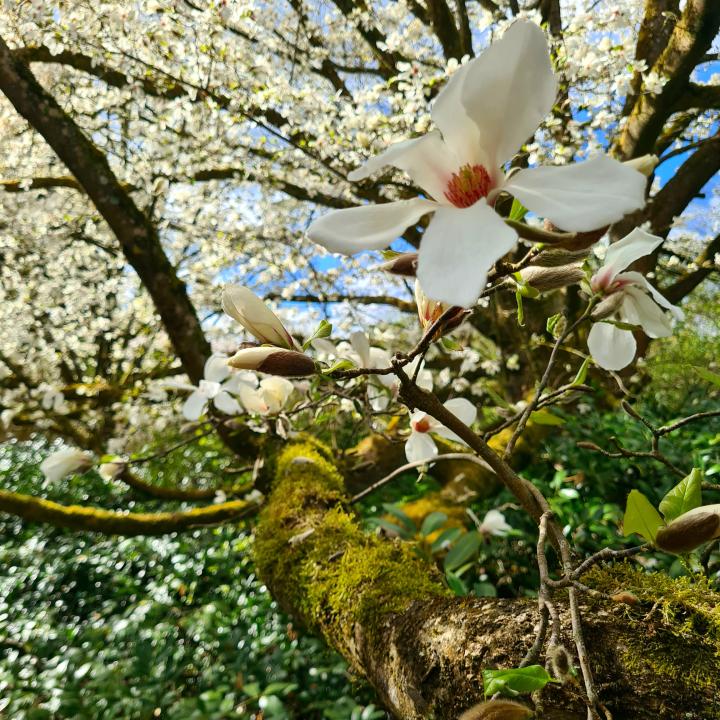 Magnoliabloemen in bloei in het Arboretum