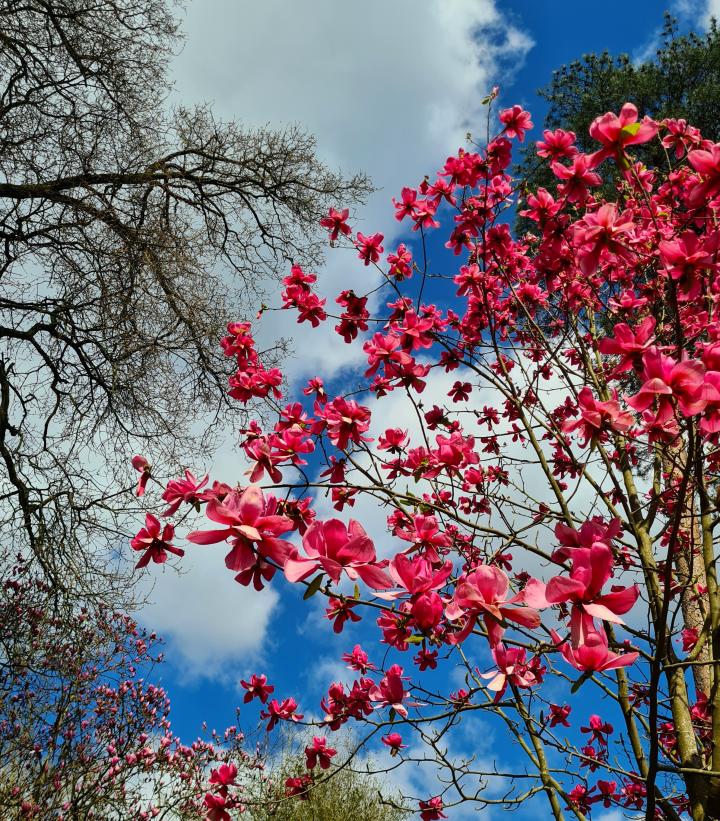 Felroze Magnolia in bloei in het Arboretum