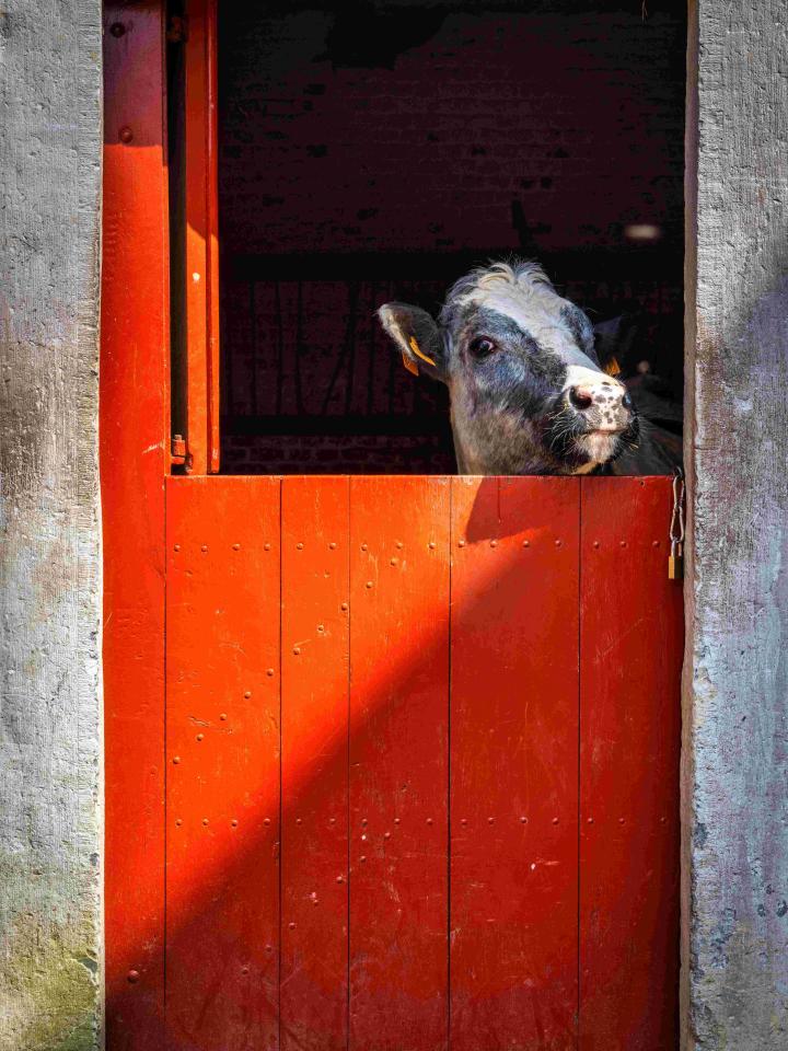 De Warmste Week - Bokrijk