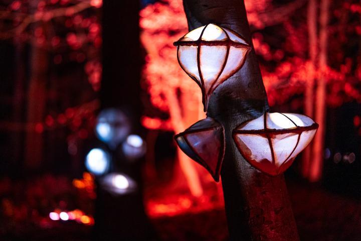 Lichtgevende zwammen tegen de stammen van de bomen