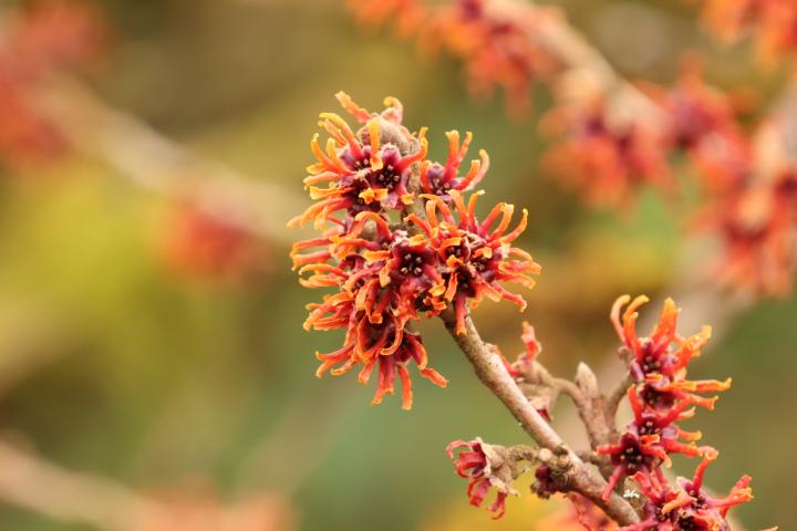 Oranjerode spinachtige blaadjes van de toverhazelaar Hamamelis 'Lansing'