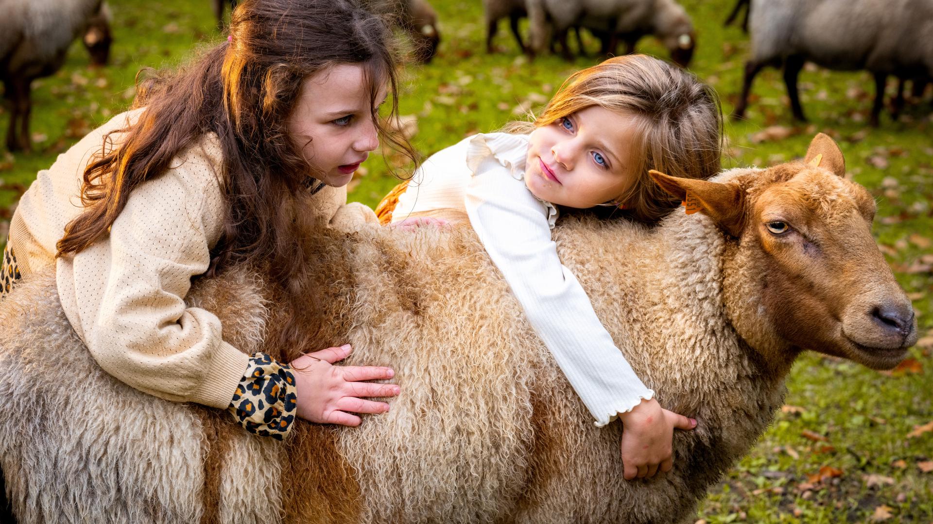 schapen herfst kinderen