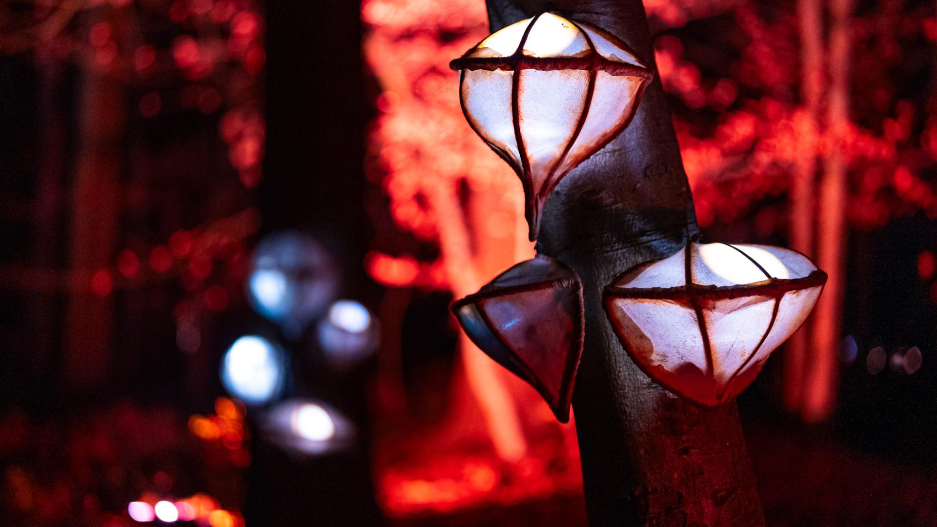 Lichtgevende zwammen tegen de stammen van de bomen