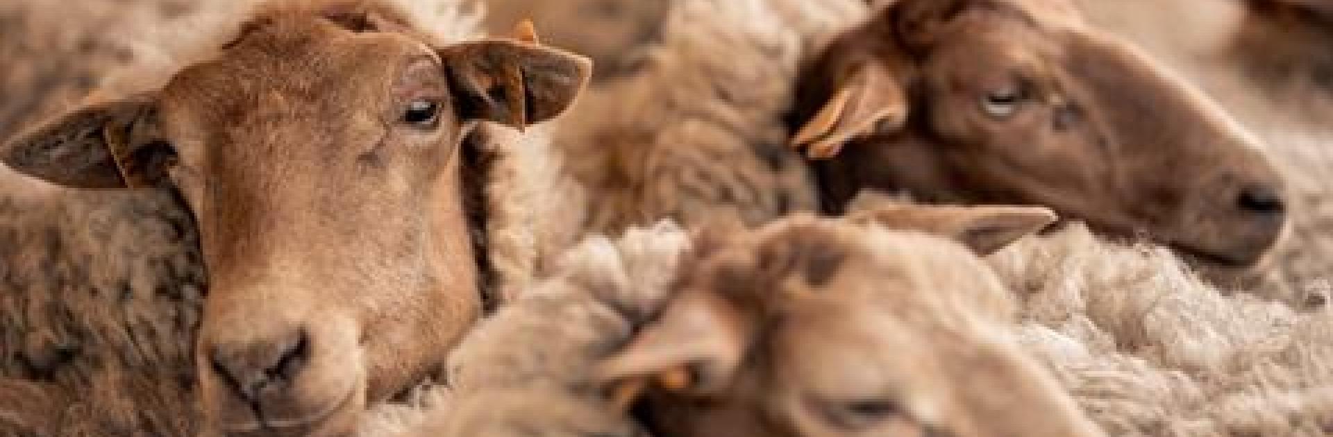 schapen