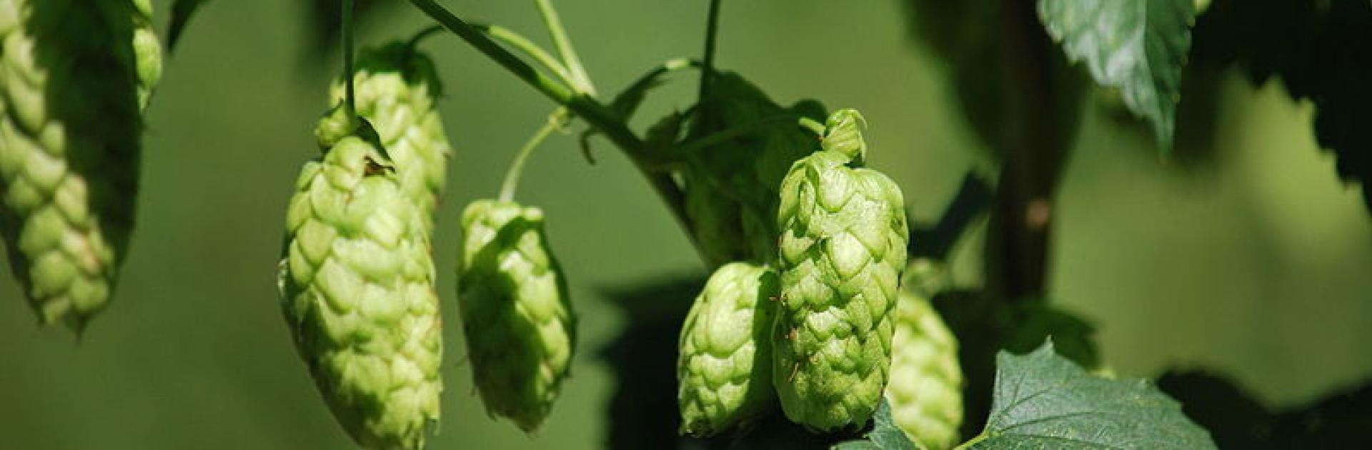 Hop
