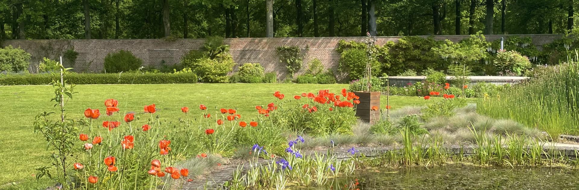 Geuren- en kleurentuin mei 2023 klaprozen