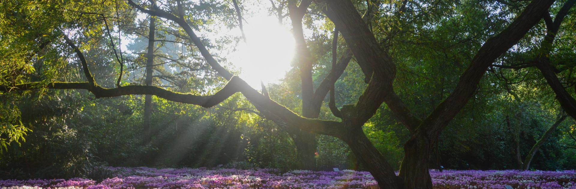 cyclamen