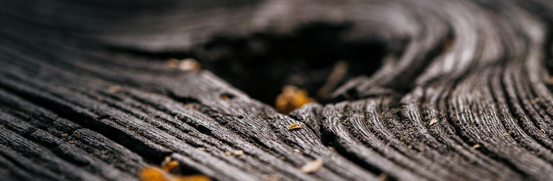 hout