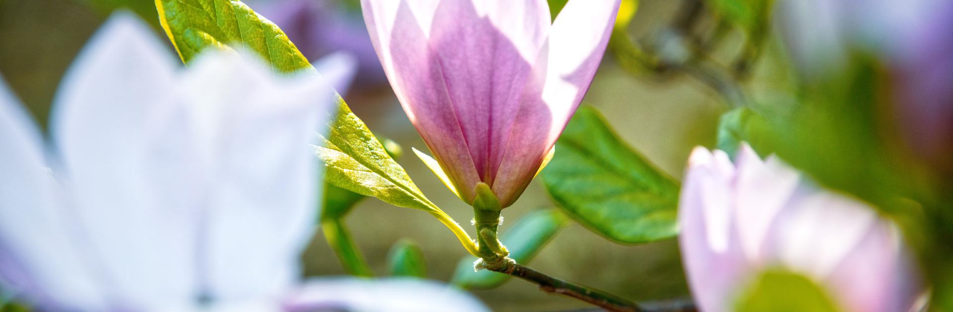 Magnolia