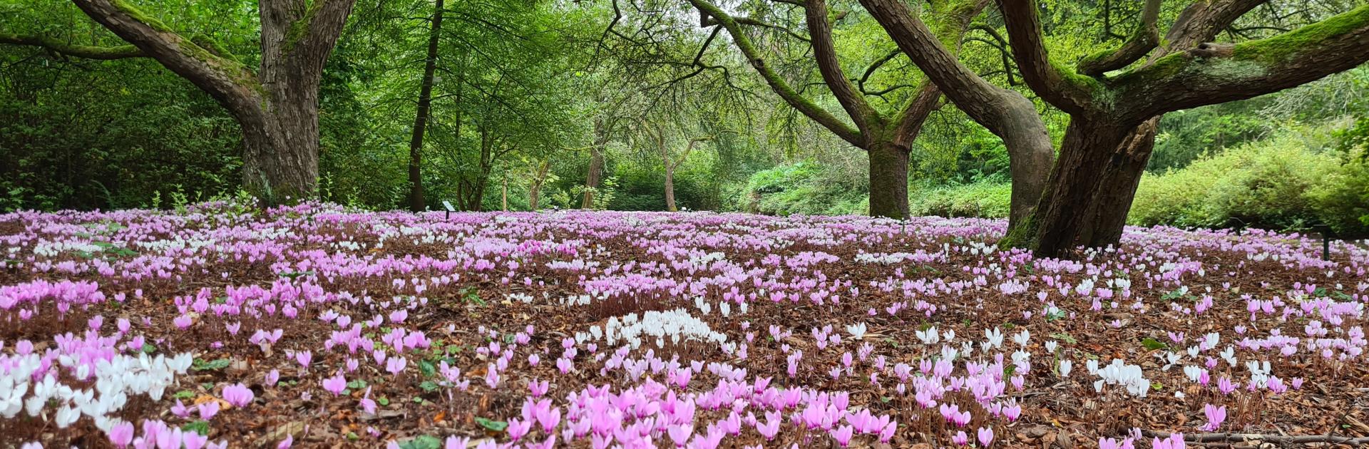 Cyclamen hederifolium in het Arboretum