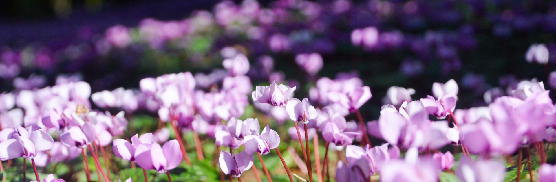 cyclamen coum