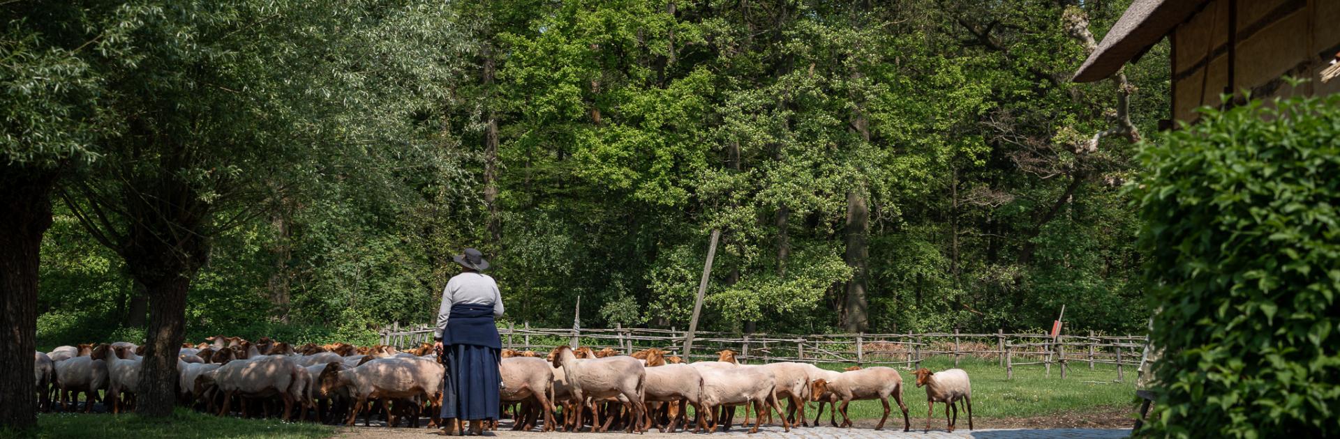Herder schapen
