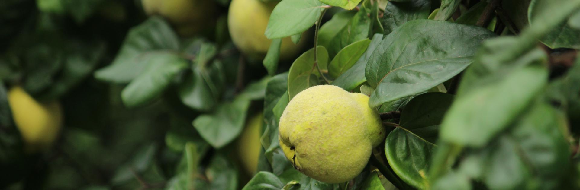 Fruitboomgaard - Bokrijk