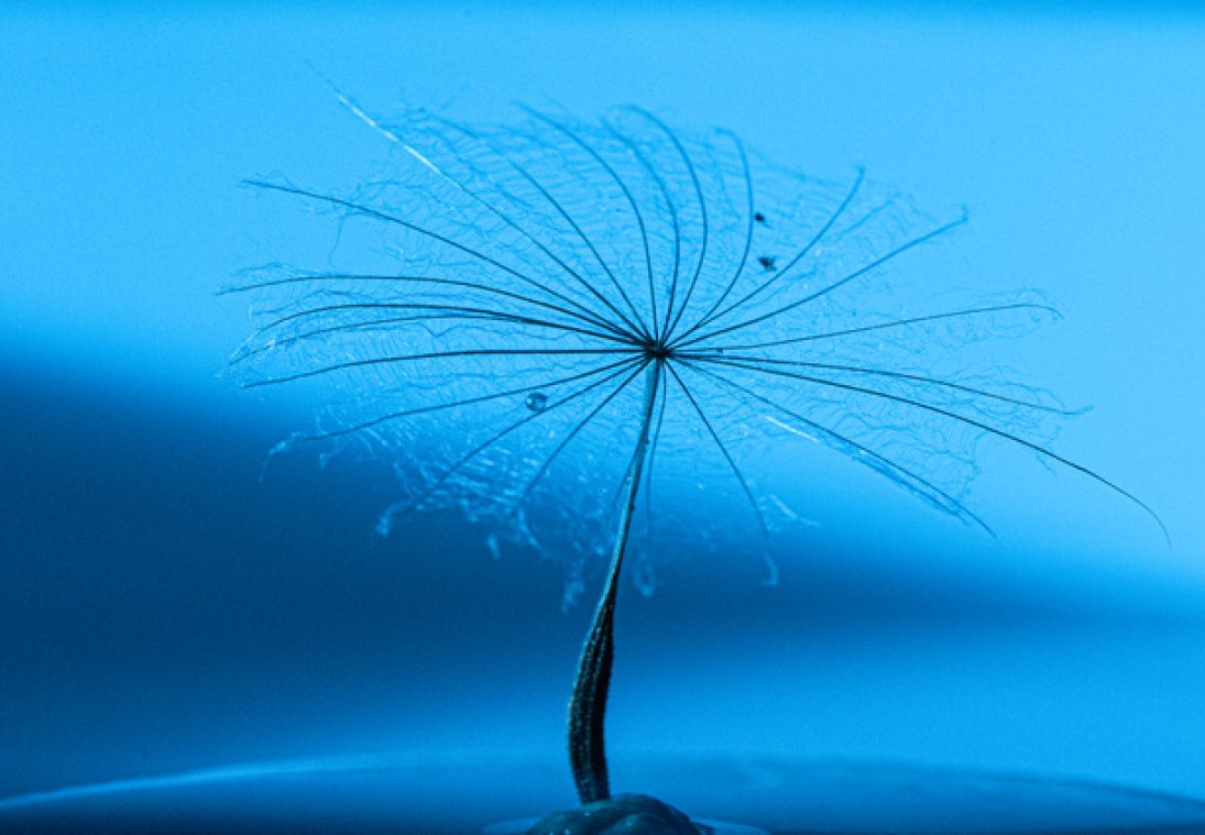 © Frieda Vander Meersch