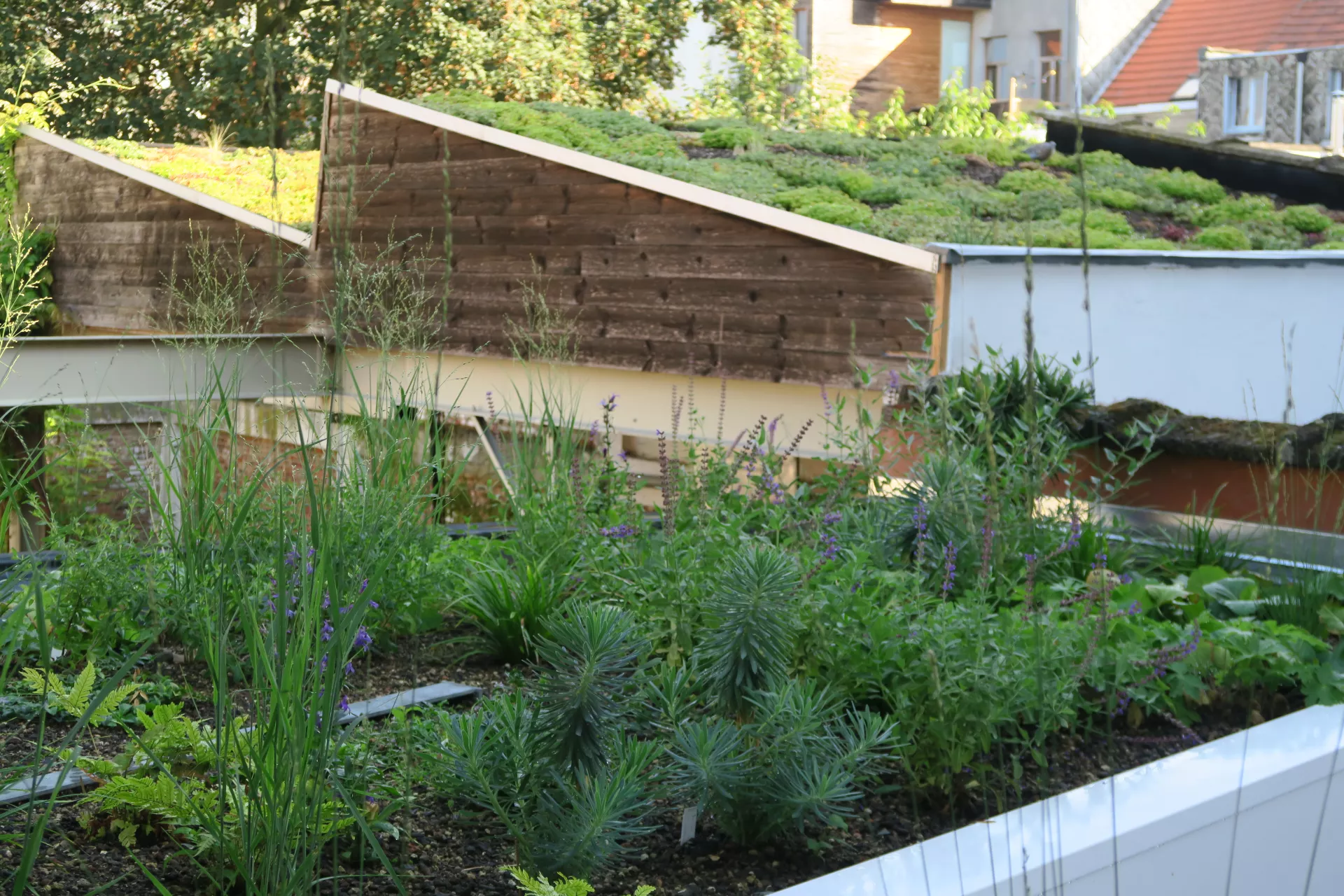 Drie soorten groendaken