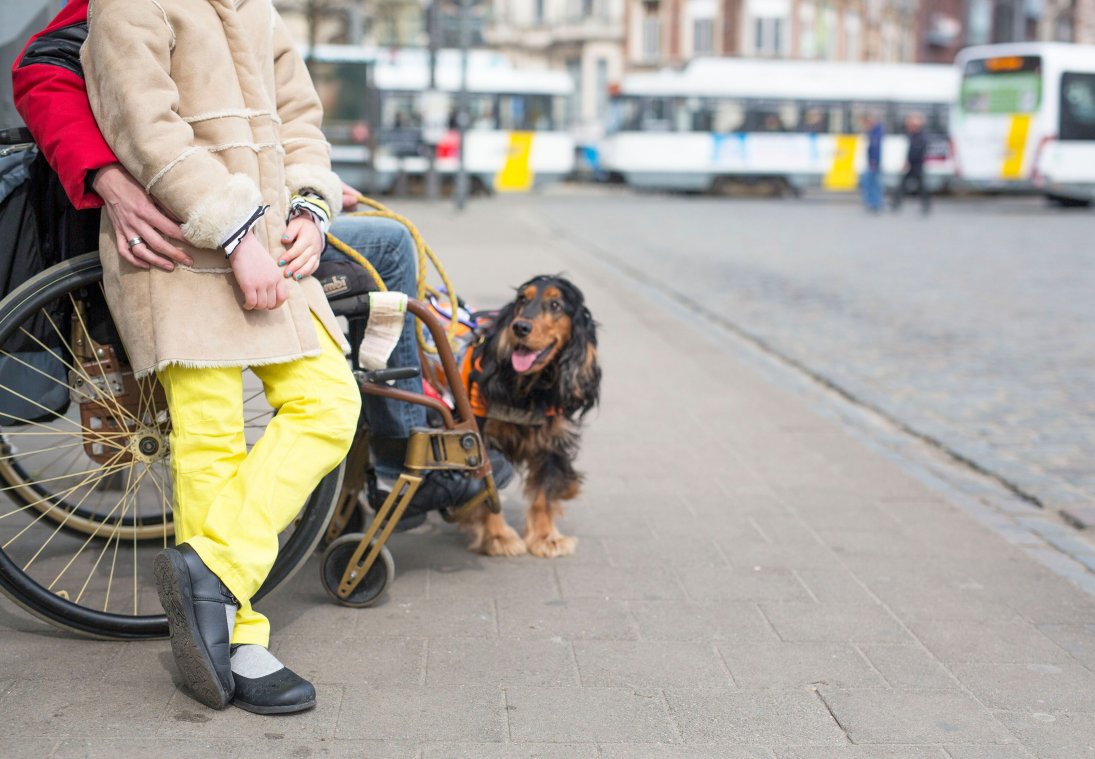 persoon in een rolstoel met hond