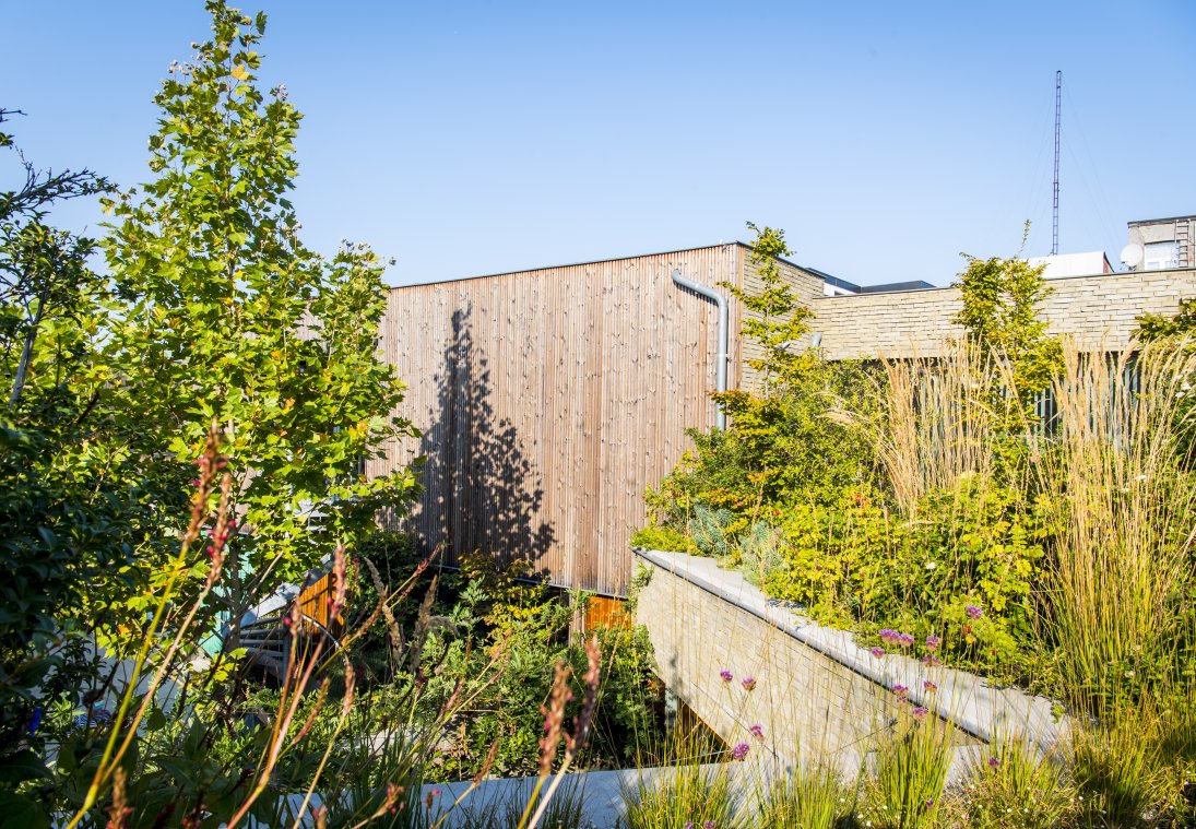 Wilde, intensieve daktuin