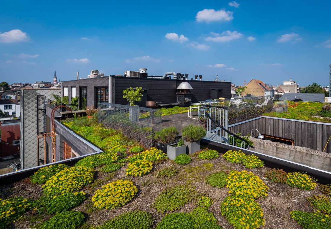 Groendak op de snoepfabriek