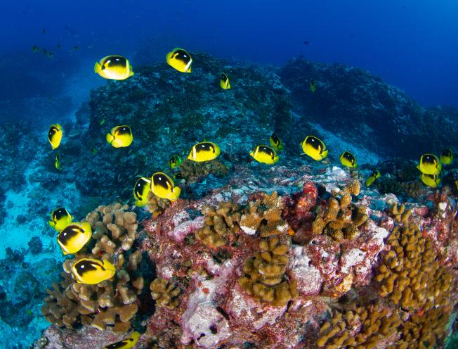 School of Fourspot butterflyfish in a coral reef, Shutterstock