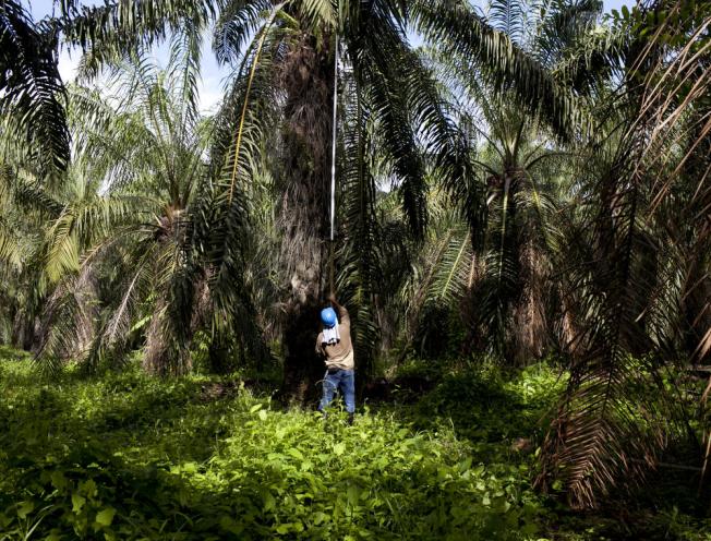 Een arbeider van een palmoliebedrijf snijdt fruit dat later zal worden verwerkt als palmolie voor de export. Foto: Solidarity Center/Carlos Villalon