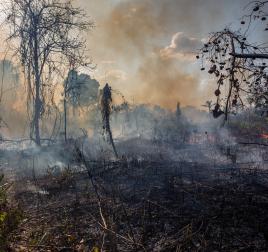 Amazon rainforest illegal deforestation fire. (Foto: Shutterstock, PARALAXIS)