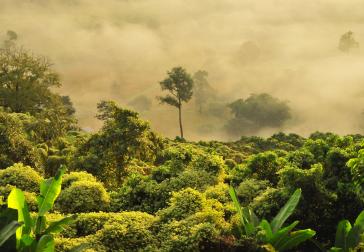 Regenwoud (foto Boudewijn Huysmans via Unsplash)