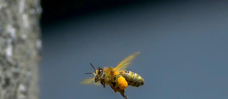 Not Your Bee