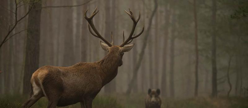 Wilde bonte families op de veluwe